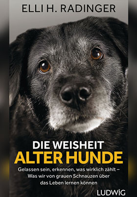 Die Weisheit alter Hunde