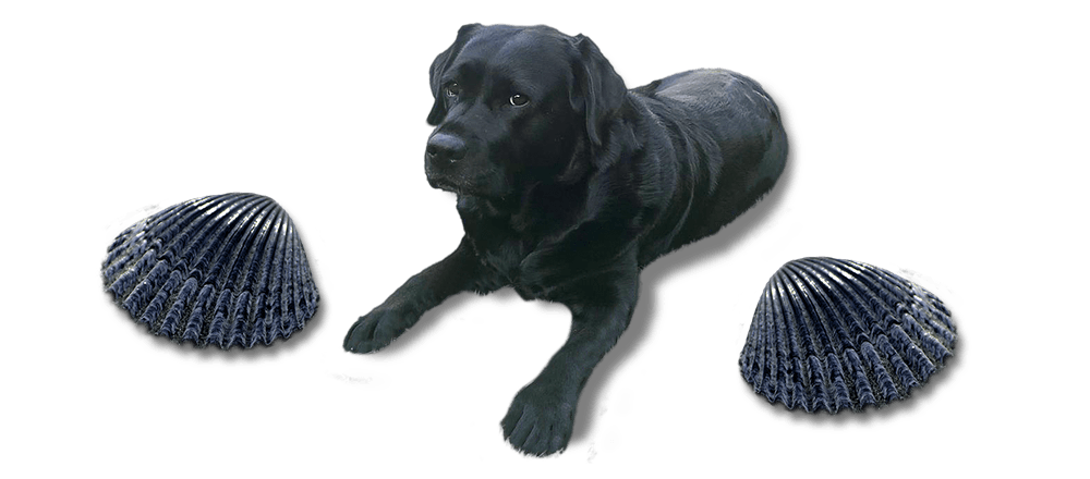 Black Shell Aquitanis Labrador Retriever