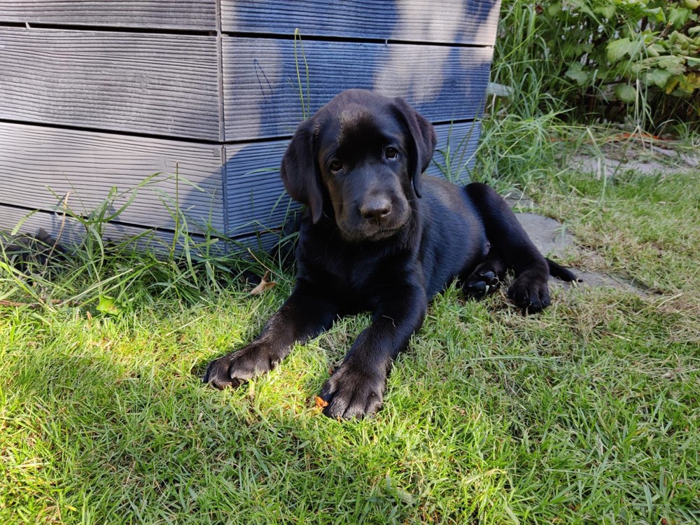 A-055_Avalon(Sherlock)